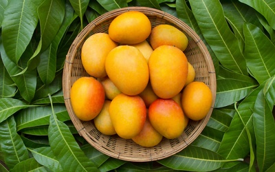 Người bệnh đái tháo đường có biết công dụng ổn định đường huyết của lá xoài?