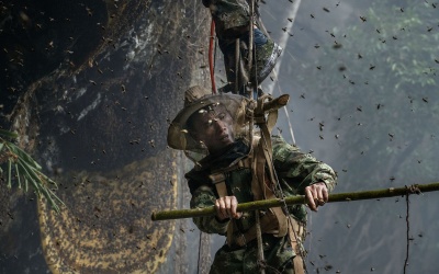 Thám hiểm nghề 'săn' mật ong rừng đầy nguy hiểm ở Trung Quốc