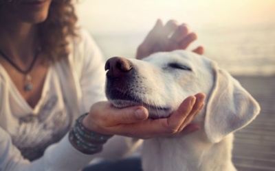 10 phút làm điều này với thú cưng có thể giúp giảm căng thẳng hiệu quả