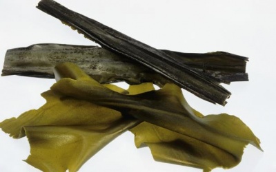 Tảo bẹ Kombu - món quà từ biển khơi cho sức khỏe con người 