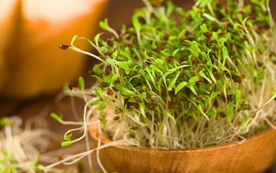 Rau mầm cỏ linh lăng: Thực phẩm giàu dinh dưỡng 