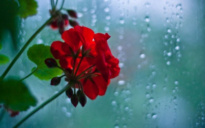 Bắc Bộ giảm nhiệt do có mưa dông về đêm và sáng