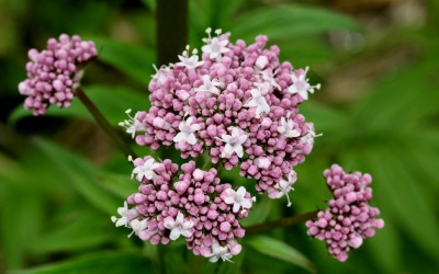 Những thảo dược giúp giảm đau mạn tính