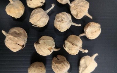 Chiết xuất thảo dược Ấn Độ - hy vọng mới trong điều trị đái tháo đường