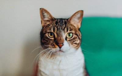 Tử vi thứ Sáu (2/8/2019): Song Tử nên tin vào trực giác, bản năng của mình