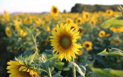 Nắng nóng quay trở lại Bắc Bộ và Bắc Trung Bộ