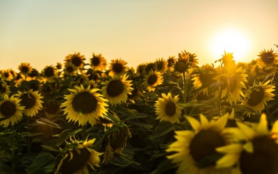 Thời tiết cả nước từ ngày 10/8 đến ngày 19/8 như thế nào?