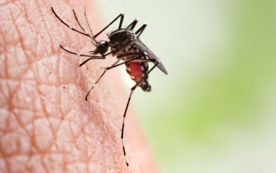 Sốt xuất huyết: Triệu chứng, nguyên nhân và cách điều trị