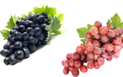 Ăn nho đen hay nho đỏ mang lại nhiều lợi ích sức khỏe?