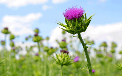 Nên dùng thảo dược nào để hỗ trợ điều trị bệnh gan?