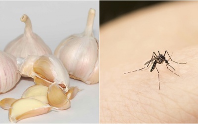 Nên ăn gì, tránh ăn gì để không bị muỗi đốt, phòng ngừa sốt xuất huyết? 