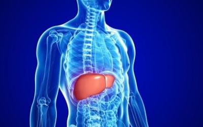 Những thông tin về gan có thể bạn chưa biết