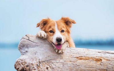 Tử vi thứ Bảy (14/9/2019): Nhân Mã sẽ có một ngày nhiều niềm vui