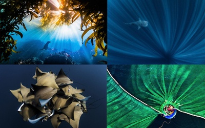 Nhiếp ảnh gia Việt đoạt giải Nhất ảnh thiên nhiên quốc tế Nature Conservancy 2019