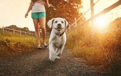 Video: Nuôi chó có lợi cho tim mạch như thế nào?