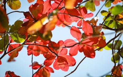 Bắc Bộ tiếp tục khô hanh trong những ngày tới