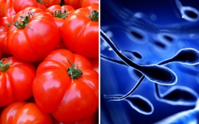 Ăn cà chua có thể giúp nam giới cải thiện chất lượng 'tinh binh' 