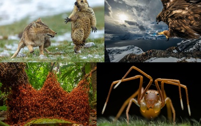 Chiêm ngưỡng những bức ảnh thiên nhiên hoang dã ấn tượng nhất năm 2019