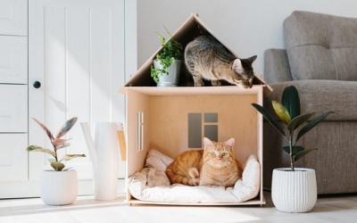 Tử vi thứ Ba (22/10/2019): Bảo Bình nên cảnh giác hơn khi làm bất cứ việc gì