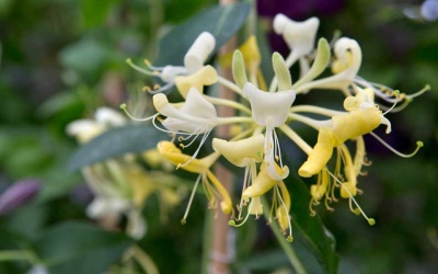 Kim ngân - Thảo dược chữa bệnh nhiều người chưa biết