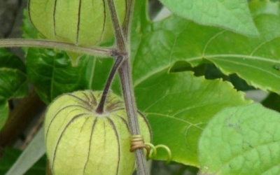 Physavie - nguyên liệu sản xuất sản phẩm chăm sóc da cao cấp