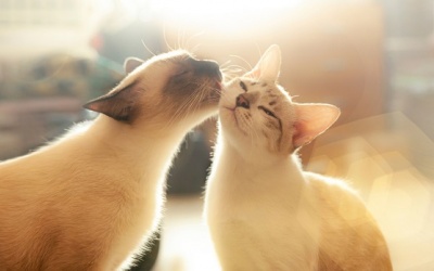 Tử vi thứ Tư (27/11/2019): Bọ Cạp nên cố hết sức trong chuyện tình cảm