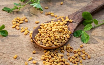 Lợi ích của cỏ cà ri cho người bệnh đái tháo đường