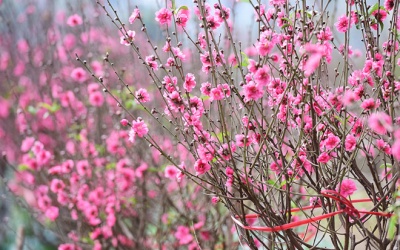 Thời tiết cả nước dịp trước và trong Tết Nguyên đán Canh Tý 2020 như thế nào? 