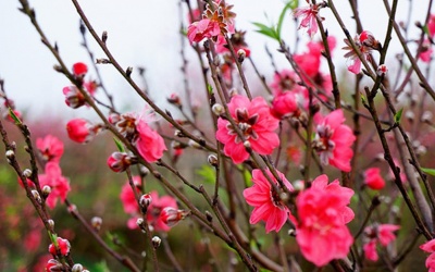 Ngày Tết nên chơi hoa gì cho may mắn, tài lộc?