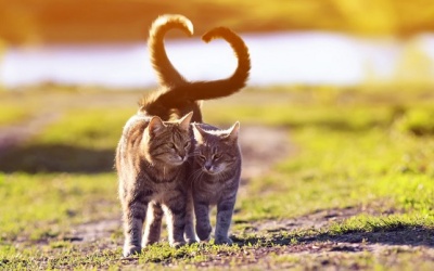 Tử vi Chủ nhật (16/2/2020): Bảo Bình nên mạnh dạn thổ lộ tình cảm với người mình yêu