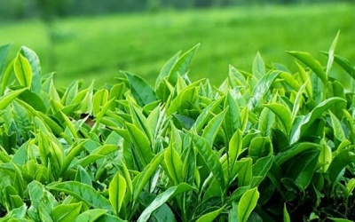 Uống trà xanh đúng cách để không gây hại cho sức khỏe