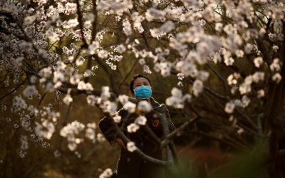 Ngắm hoa anh đào nở rộ khắp nơi trên thế giới giữa đại dịch Covid-19