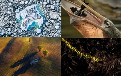 Chiêm ngưỡng ảnh thiên nhiên hoang dã đẹp nhất năm 2020