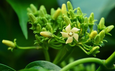 Dây thìa canh ngăn ngừa béo phì, đái tháo đường và nhiều lợi ích khác