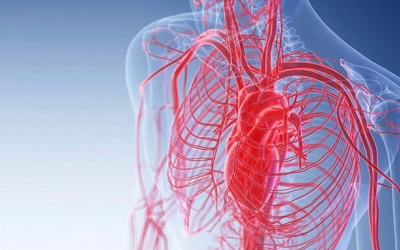 Nghiên cứu mới: Virus Sars-CoV-2 có thể tấn công mạch máu trên khắp cơ thể