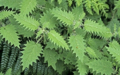 Bất ngờ với tác dụng của những loài cỏ mọc dại