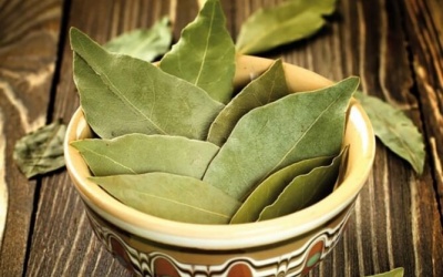 Trà lá nguyệt quế - cách ổn định đường huyết hiệu quả