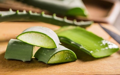 Nha đam có lợi gì cho người bệnh đái tháo đường type 2?