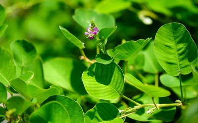 Kim tiền thảo: Thảo dược họ Đậu giúp “đánh bay” sỏi mật