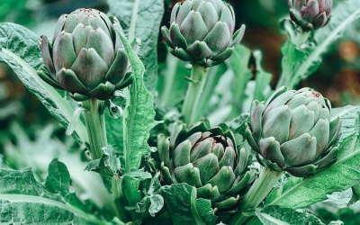 Atiso giúp giải độc gan, cải thiện sức khỏe tim mạch