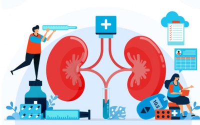 Những thói quen xấu đang làm hại thận không phải ai cũng nhận ra