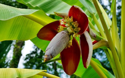 Các lợi ích sức khỏe của hoa chuối cho người bệnh đái tháo đường