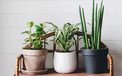 8 loại cây trồng trong nhà tốt cho sức khỏe tổng thể