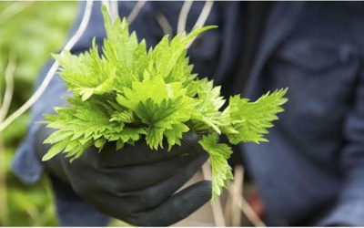 Phát hiện khả năng kiểm soát huyết áp, phòng bệnh tim mạch của cây tầm ma