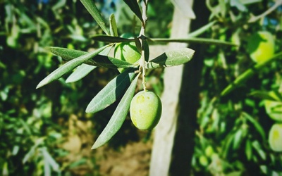 Lá xoài và những tác dụng với người bệnh đái tháo đường