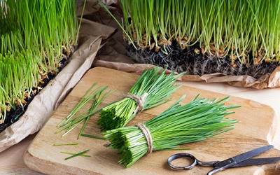 Thực hư cỏ lúa mì diệt tế bào ung thư, phòng bệnh tim mạch?