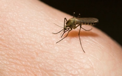 Mách bạn cách trị sẹo muỗi đốt tại nhà hiệu quả, an toàn