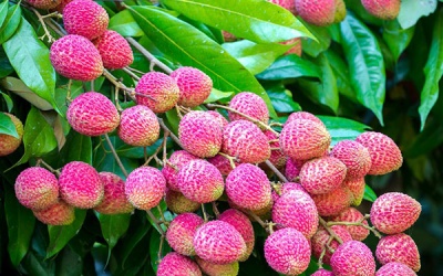 Quả vải và những lợi ích tuyệt vời cho sức khỏe