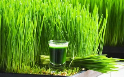 Bạn đã biết những lợi ích này của cỏ lúa mì?
