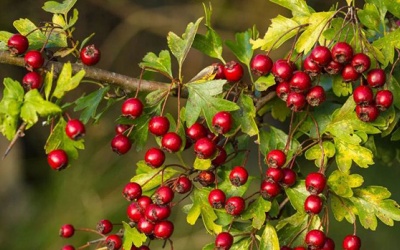 Quả táo gai có thể điều trị suy tim? 